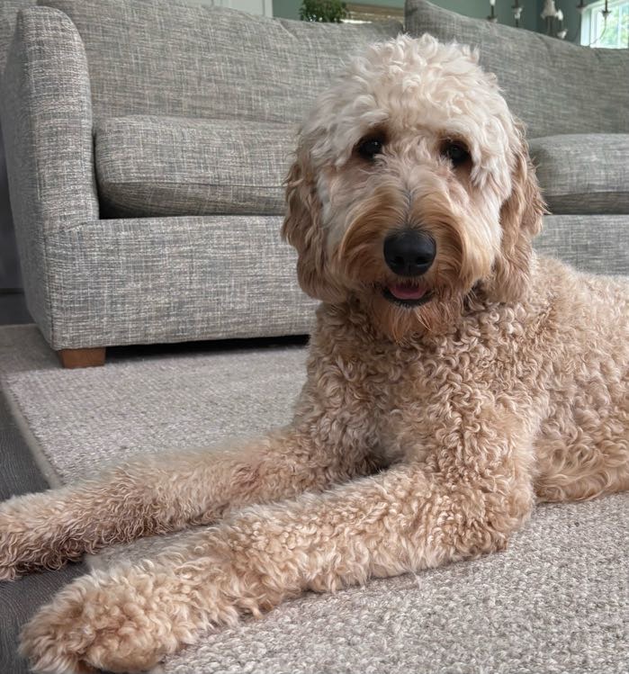 Ingrid, standard goldendoodle, close-up portrait at Good as Gold Doodles in Baltimore, Maryland